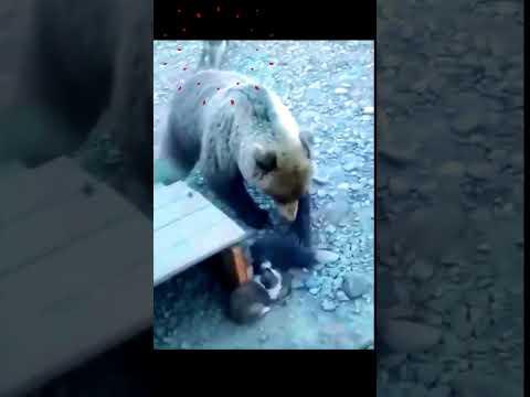 Madre perro salva a su cachorro de un oso