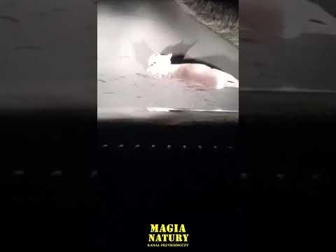 Ryś z Żywą Sarną w Szczękach na Jezdni - Barcice - POLSKA