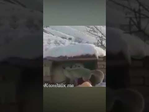 Большая собака странно себя ведёт с лисой.