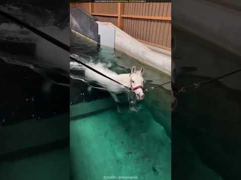 Why this horses running in water #shortsvideo