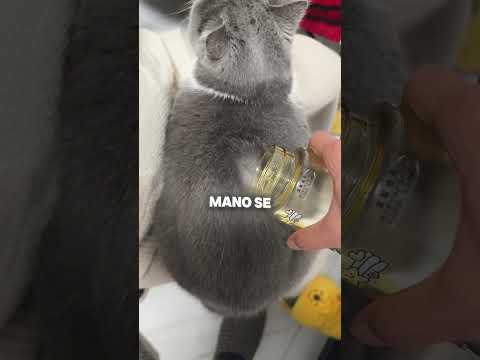 Como os pelos dos gatos são estranhos  #lunatico