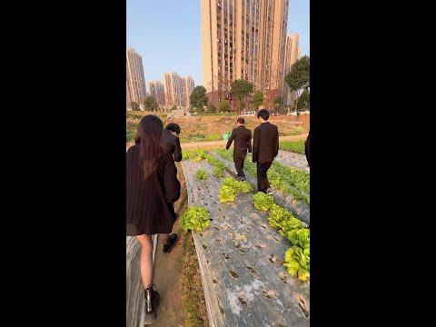 生菜我只吃最新鲜的#周公谨 #shorts