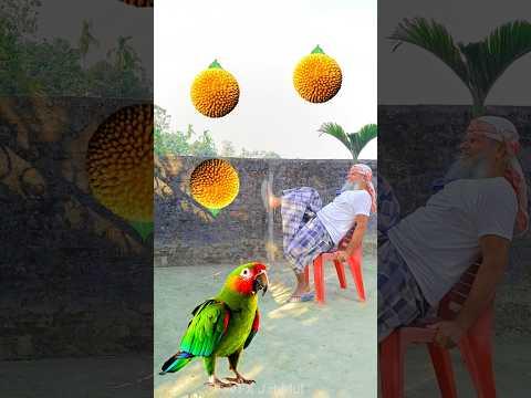 Rounding 🍀 yellow kadambas to Duck, Peacock, Pigeon & Parrot - Birds names magic video