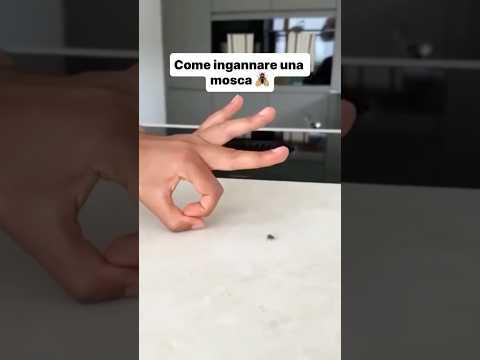 Come ingannare una mosca 🪰😢