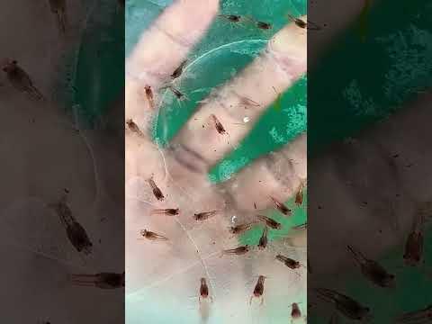 How to breed crawfish for profit: Tips from the pros.