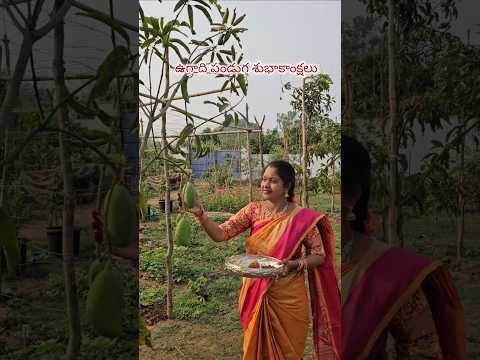 ఉగాది పండుగ శుభాకాంక్షలు Happy Ugadi friends #ugadi #pongal #mango #mygarden #shortvideo #ytshorts