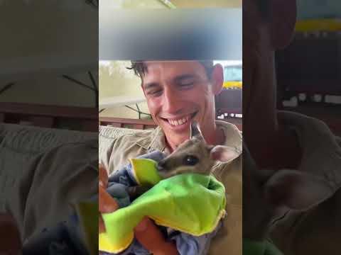 Кенгуренок потерял маму и вышел к людям просить помощи