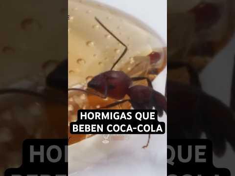 ¿COCA COLA o PEPSI? Las hormigas deciden  #nosabias #curiosidades #cocacola #sabias #sabiasque