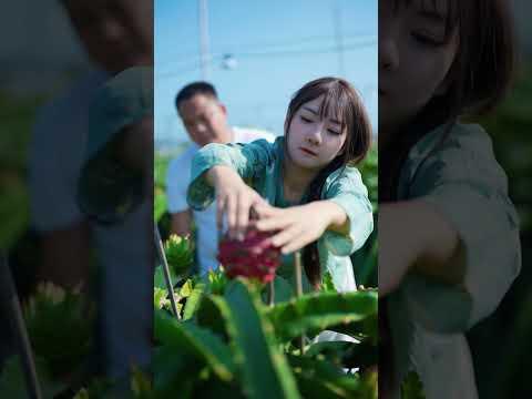 Beautiful Nature with Rural Life - Harvest fresh fruit at the farm