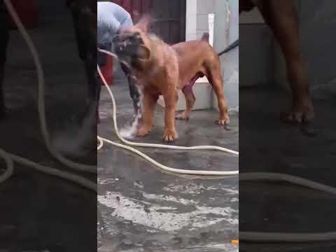 My dog was too shocked to speak #dog #comedy