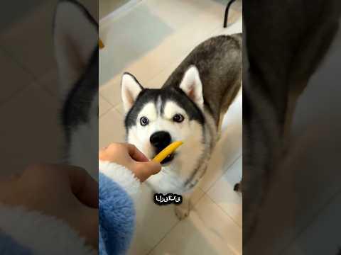 أكلة رقائق حارة لأصدقائي الصغار! 😋🤗