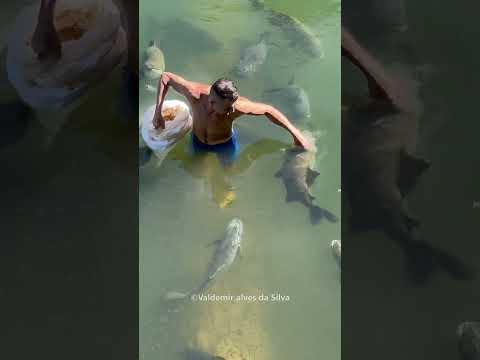 Man And The Fish Friends😍