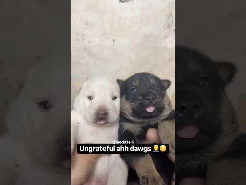 I Thought They Would Like My Surprise 💔