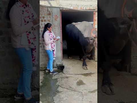 Tag 🔖 करो अपने दोस्तों को 😂😂 #ytshorts #comedy #malwicomedy #youtubeshorts #funny