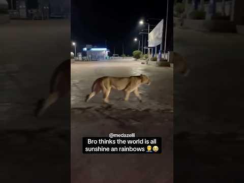 I Tried To Warn Him The Lions Are Coming 💔