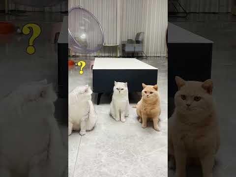 他们从没让我失望过｜乔巴日记