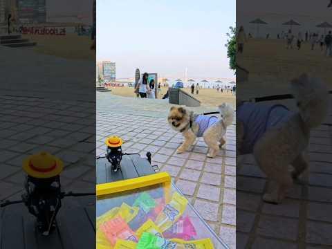 갑자기 사탕 나눠주기 -Rc카-💕