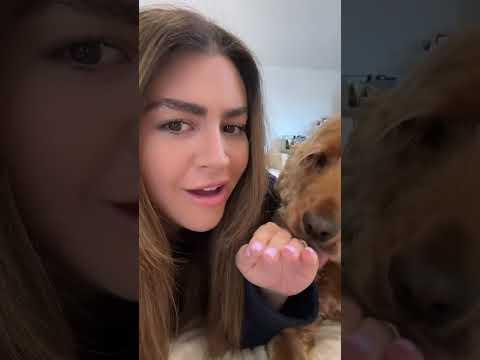 My dog gave me a idea #dog #comedy