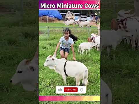 Micro Miniature Cows #yt #cow #hindi #video #indian #cute #yt20