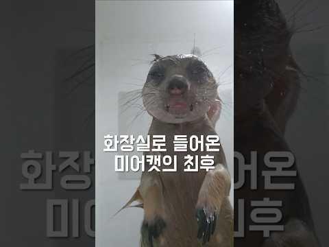 화장실로 들어온 미어캣의 최후