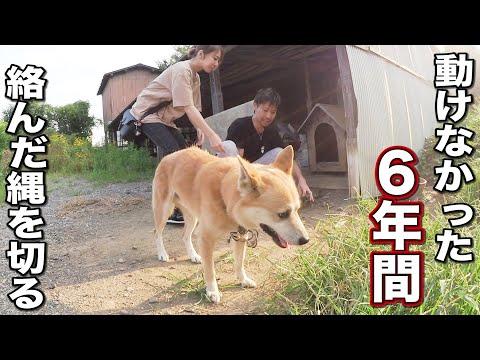６年間繋がれたまま独りで耐え続けた犬を迎えに行く
