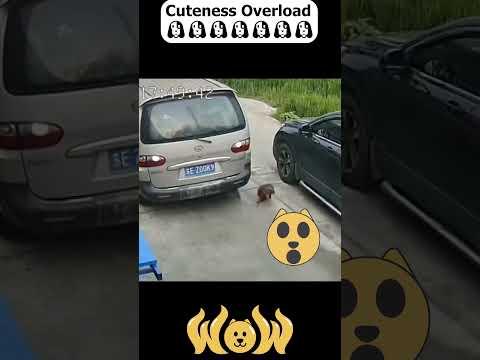 You have never seen before Video ||#shorts #dog #animals #funny #barking