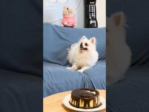 Amazing pappy 🤑 new gadgets, smart appliances Kitchen Utensils/Home Cleaning #Shorts