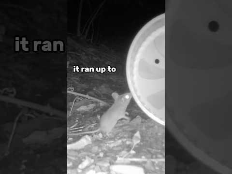 Will wild animals use a hamster wheel?