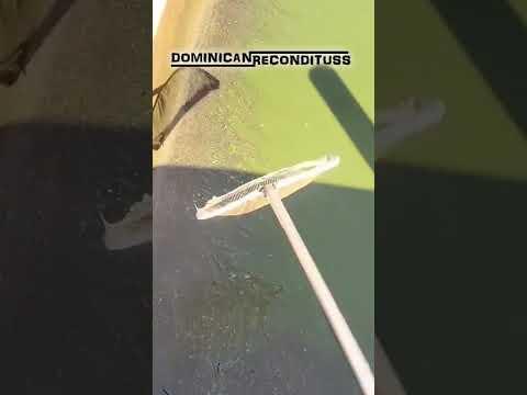 UN COCODRILO SE METIO en el ESTANQUE DE PECES 😨😱