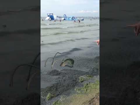 Змей камкаед 🤣 на пляже Анапы. Пожиратель морских водорослей