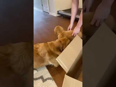 Dog Meets New Puppy Brother!