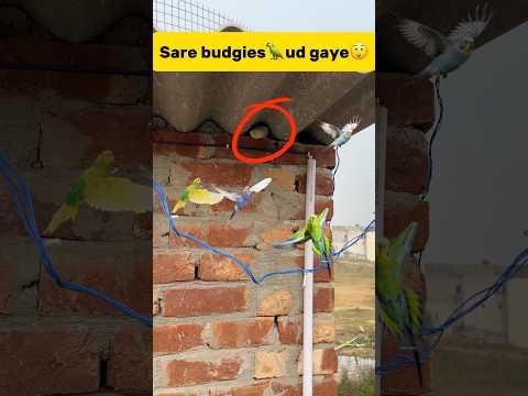 Sare budgies🦜 ud gaye😲 #petlover #minivlog #pigeonvlogger #pigeon #budgieslovers #budgiesfam #bird