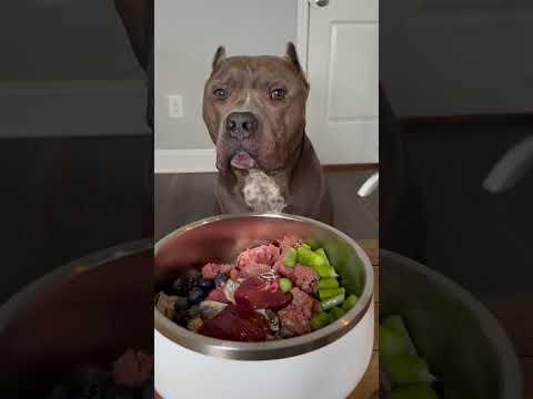 Raw Feeding For Dogs