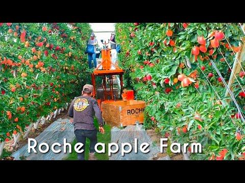 These apple trees look amazing -Modern agriculture to harvest apples🍎🍎
