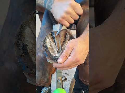 Race Tomorrow Limp Today ! #short