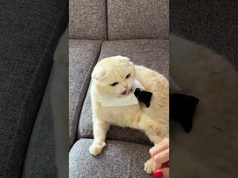 Can you also not resist? #shorts #johnycat #cat