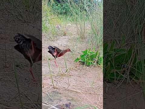 sintar api lepas dari jeratan #shorts