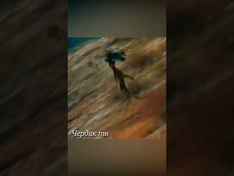 A golden eagle carried off a large goat. #animals