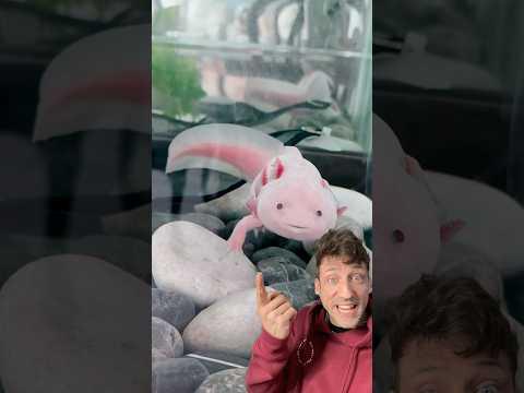 The Axolotl is WEIRD