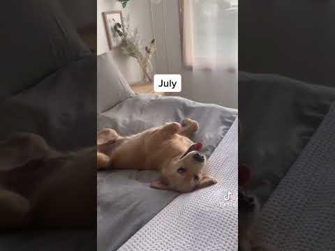 Watch Golden Retriever Grow (CUTE)