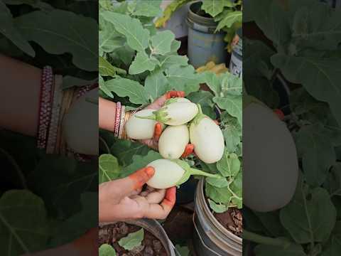 White brinjals harvesting వంకాయలు #brinjal #mygarden #gardening #organicfarming #shortvideo #ytshort