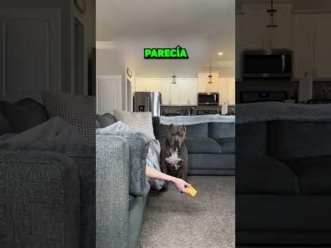 ¡Este Perro Es Sorprendente! 🤯