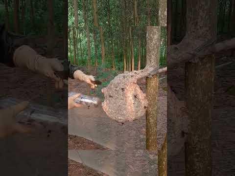 Face to Face with Furious Wasps! #wasp