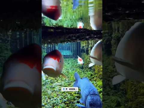 Japan Living On 2050| क्या Japan सच में 2050 में जी रहा है |