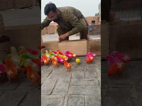 Different colours of chicks 🐣 #chicken #babybird #chicks