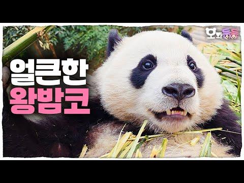 (SUB) [오와둥둥] ep.33 제법 얼큰미 있으시다❤️‍🔥 후이에게서 느껴지는 러부지의 향기...! 요즘 줄기 먹방에 푹 빠진 둥둥이들의 소식🐼│ Panda World