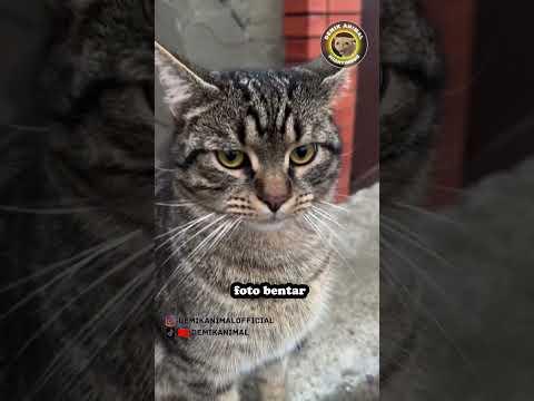 HILANG PANDANGAN #shorts