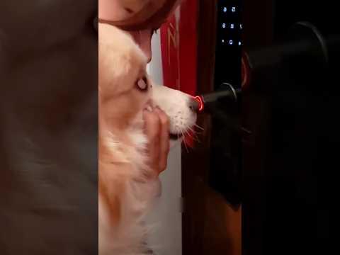 நாய் மூக்கு Fingerprint lock !!