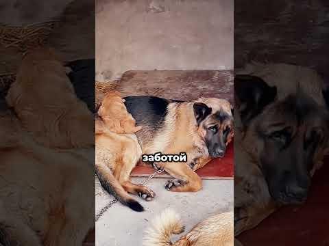 #реальнаяистория