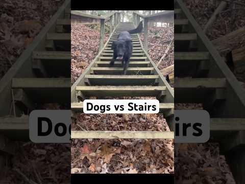 Dogs vs Stairs 🐶 @TheJessiiShow #TheManniiShow.com/series